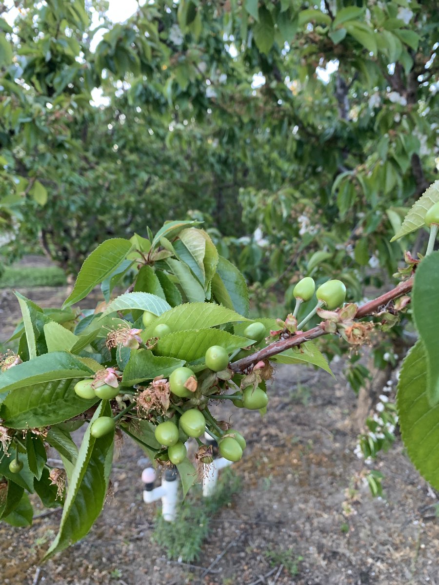 BranchToBox's tweet image. Some cherries comin soon! 🍒