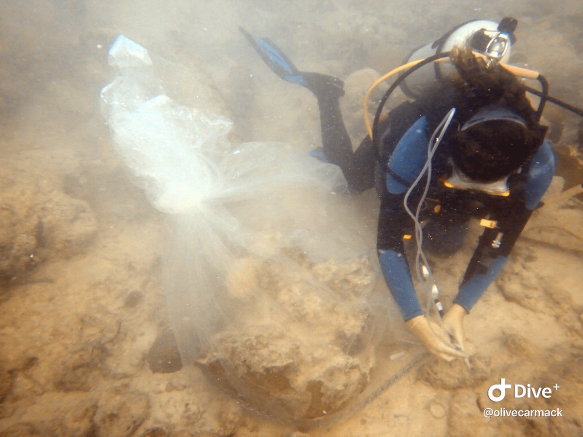 Kelly is the CHAMP lab field technician--a very important role as the field team is beginning to treat corals in the field with probiotics for the first time in history.