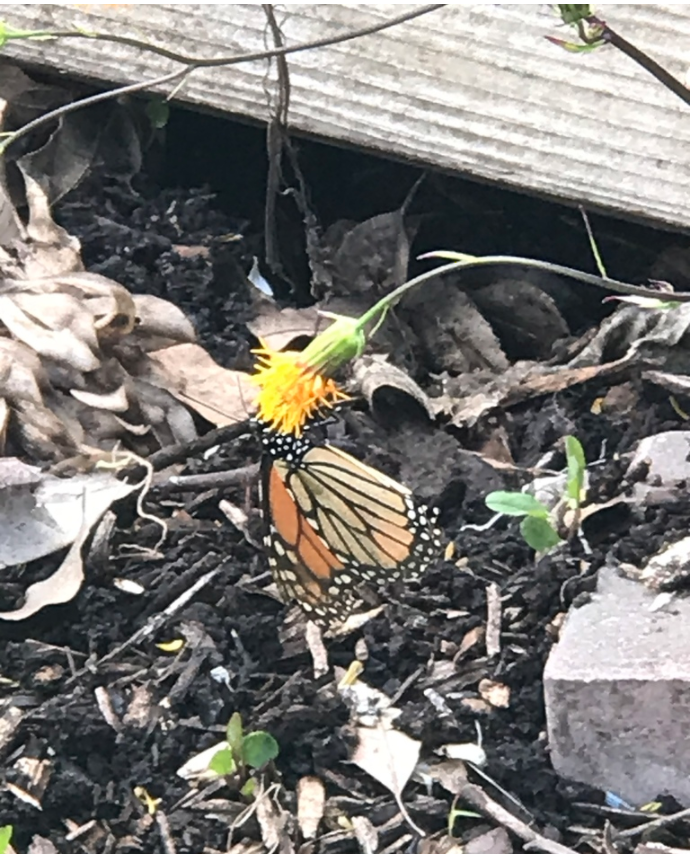 Our seventh prize winner is kangyilin on iNaturalist! Congratulations!

We are officially in April and we are approaching the end of our challenge fast! There are just three more weeks to go to help researchers collect valuable data.