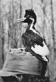 birdingbnb's tweet photo. The Ivory-Billed Must Exist! Odds have it! With thousands and thousands of square miles of deep swampy backwoods where no man goes, the #Ivorybilled must exist! #birding #identifyingbirds https://t.co/adJwob1pJY https://t.co/8i45HYaWS8