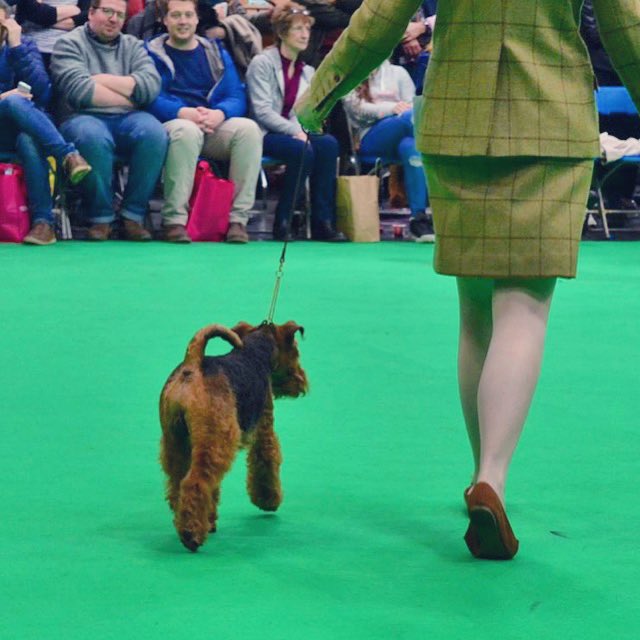 @DuncanBASC #NationalTweedDay ?! Magical. Best day of the year, other than National Sausage Day... here’s a spot of @SedberghSchool tweed and a terrier. Cracking stuff.