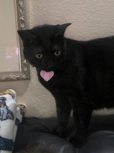 UTIAsecurity's tweet photo. Instead of another post about IT Security, I would rather leave you smiling on this Friday afternoon! My assistant, Gracie, is making sure I do my job (although shoulder surfing is bad). Hope you all have such awesome assistants! #UTIAsecurity #StaySafe #ThisTooShallPass https://t.co/nuj4rTCVa9