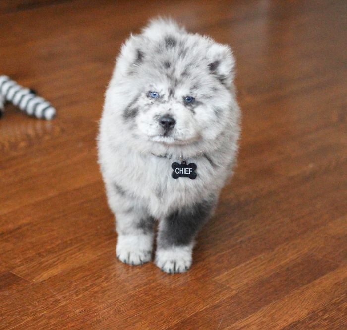 AngelaBrisk's tweet photo. Meet McFlurry who will eventually become an-85 pound floof https://t.co/aBuWyWNEgJ