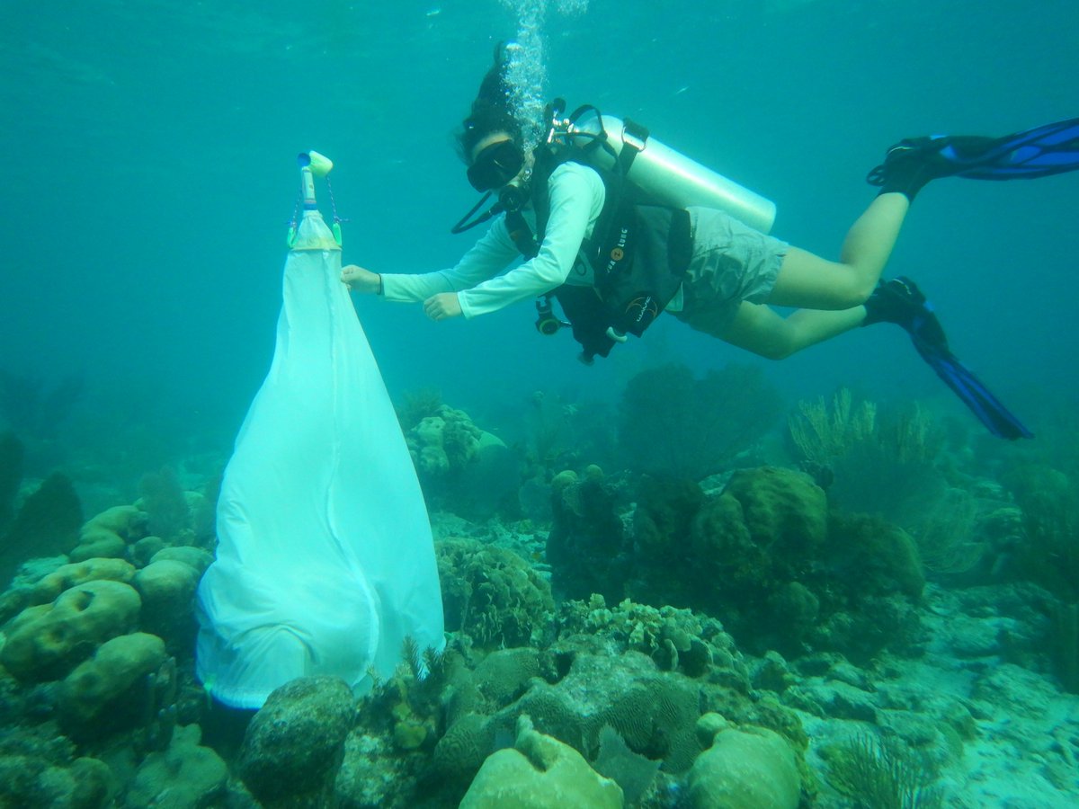 Kelly earned a master's degree in Marine Biology from Nova Southeastern University. She was first author on a recently published paper on the effects of both ocean acidification and warming on the early life history stages of the stony coral, Orbicella faveolata (See link below)