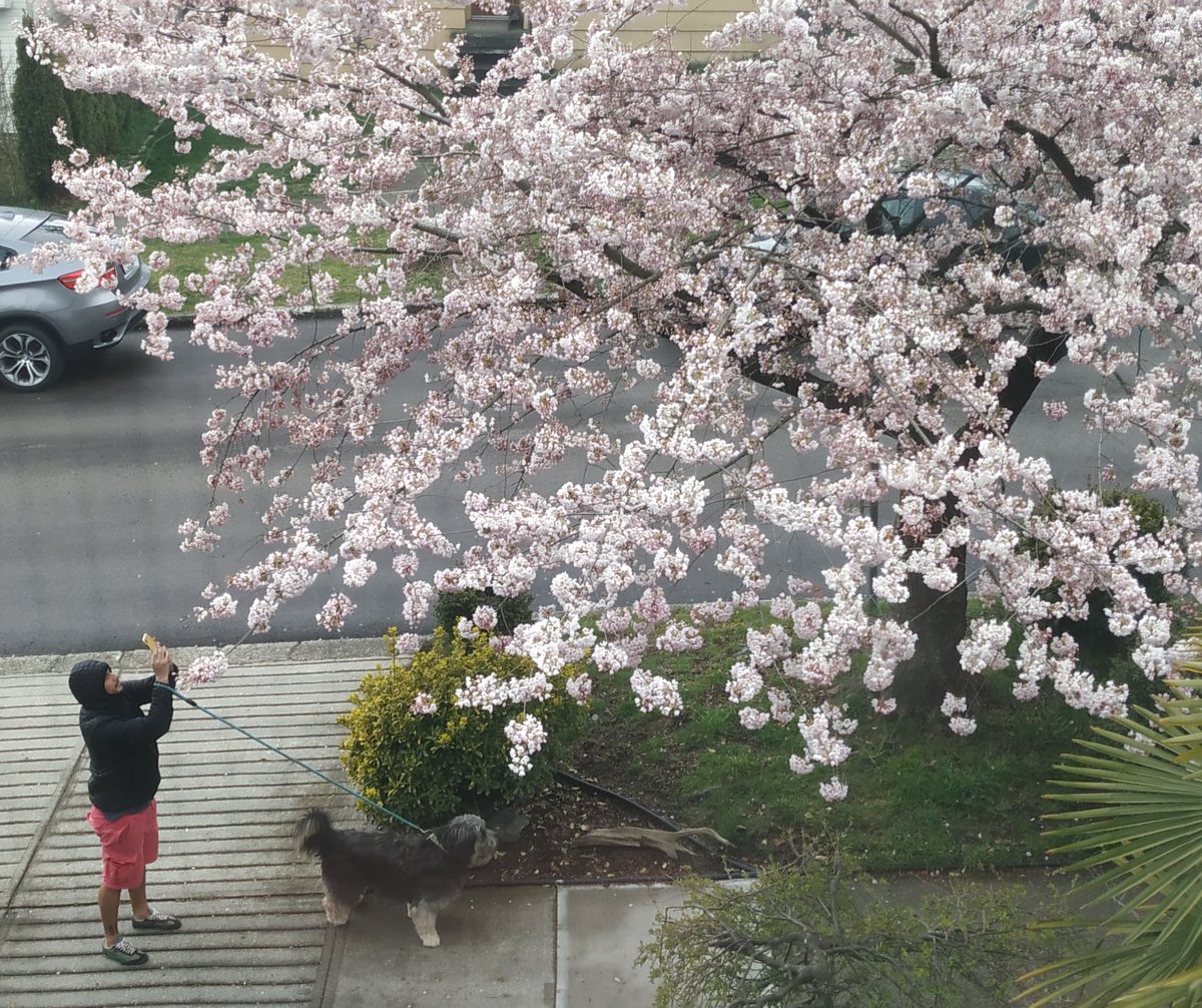 Our tree is in full photo ready mode. #AlbertaStreet #SelfieTree #Sakura