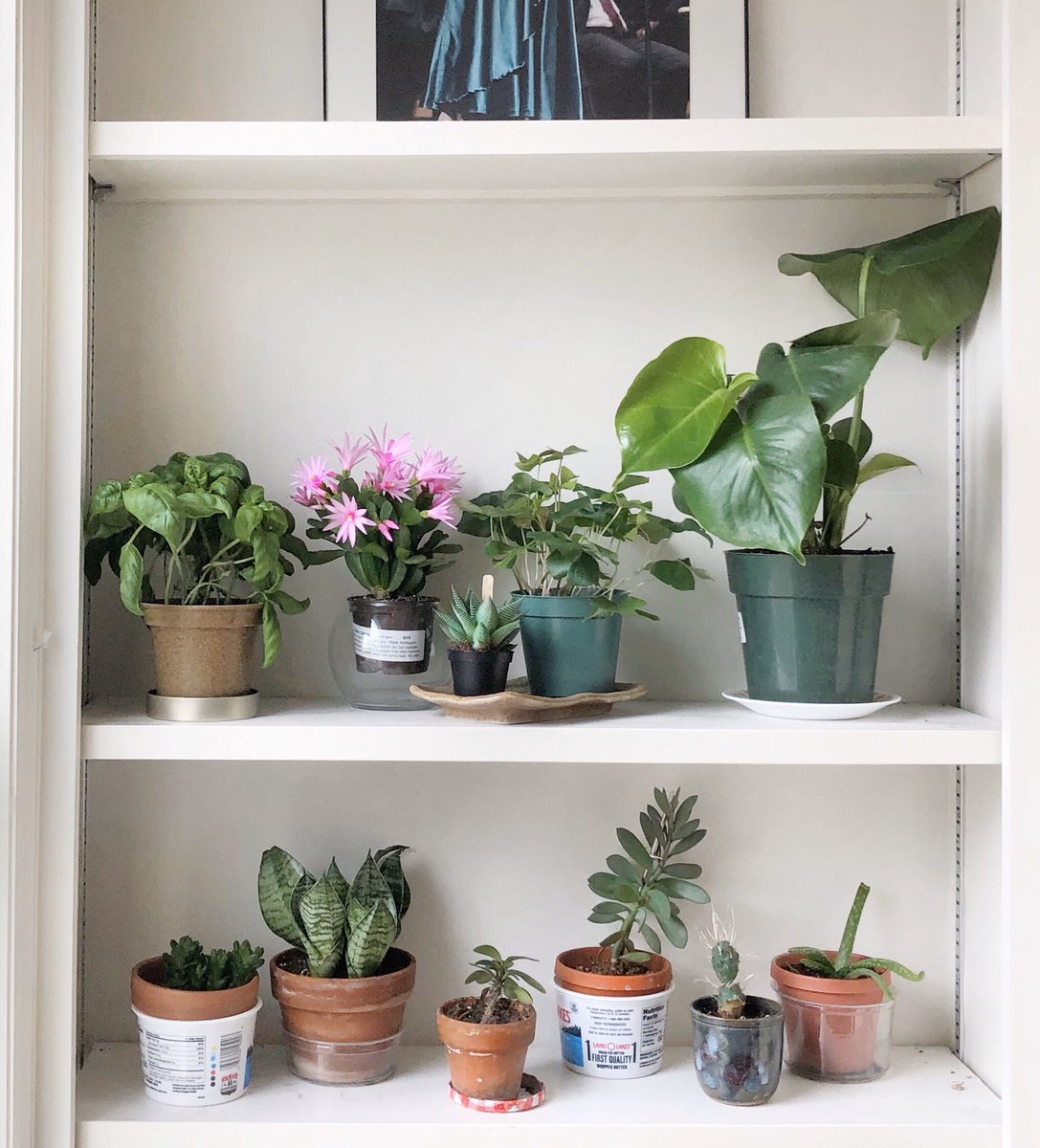 aehuang_'s tweet photo. Got a delivery from a local greenhouse last weekend! Shop is closed for #covid but supporting their workers by posting pics of their plants &amp; you text which ones you want— then they curbside deliver for free! Bringing LIFE to our home atm🌿 #supportyourlocal @CityofMadison https://t.co/QX9aL1Dfbv