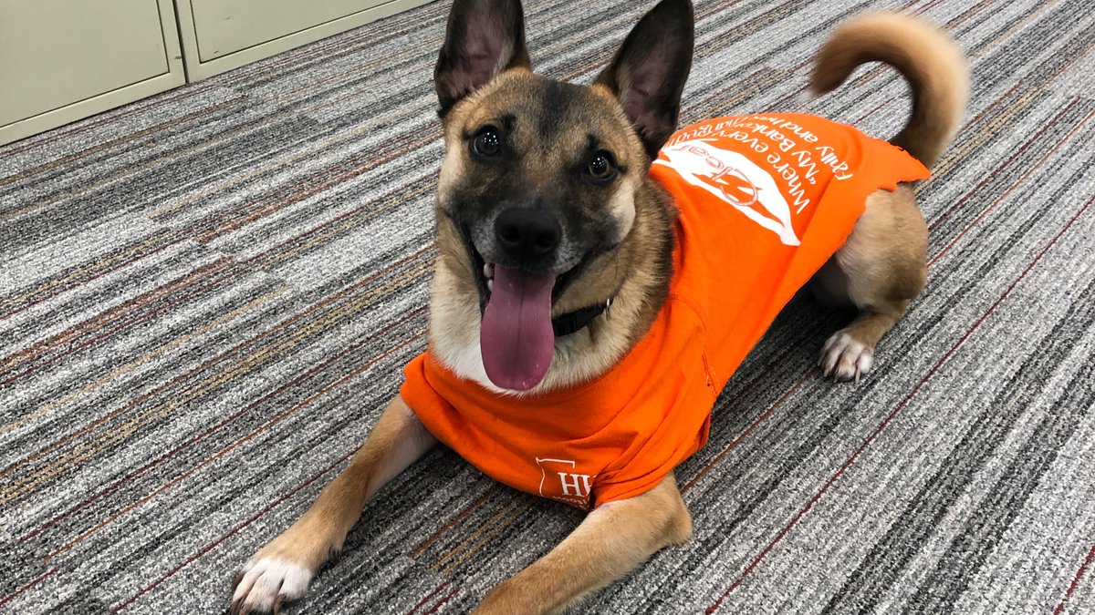 myHHSB's tweet photo. Good thing we don’t have to keep our distance from this guy! Just look at him! 🧡🐾
Meet Kuma –– beloved fur child of our multi-talented Exec Assistant, Claire. We loved having him in the office for the day, he brightened our spirits!
#hhsb #doglovers #dogsatwork #dogsinshirts https://t.co/rPNbwIeMQe
