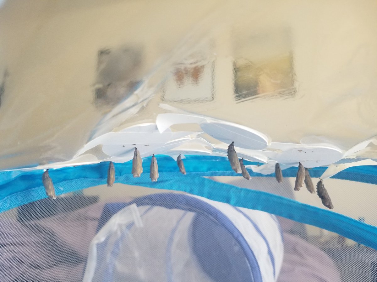 The painted ladies that have pupated so far from the eggs of our original colony. Just added them to a flight cage. One is super grumpy that I touched him but the rest are content. 🦋