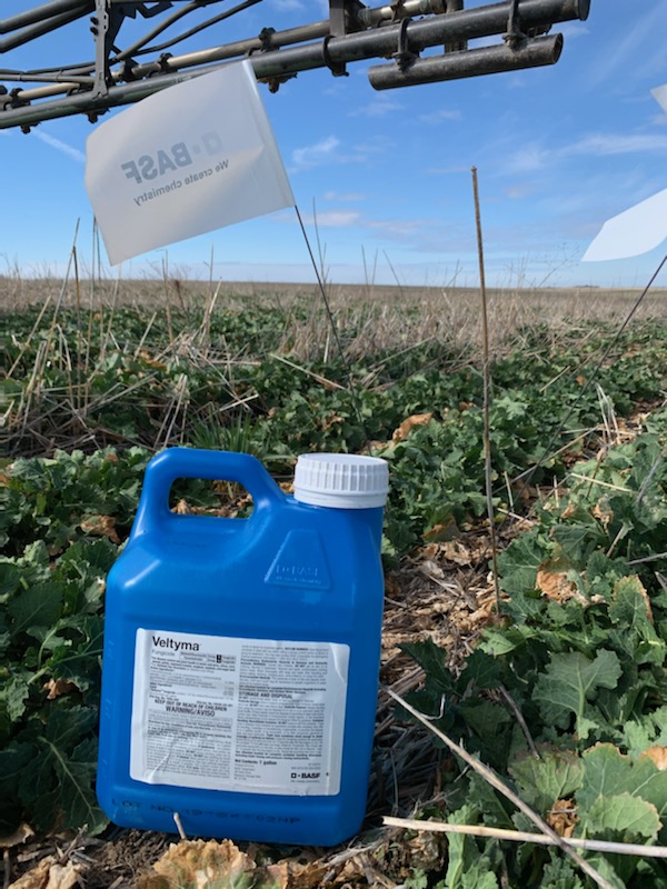 MattKRenfrow's tweet photo. Getting a look at our new fungicide, Veltyma, on winter canola. https://t.co/mGSzy7vYX4
