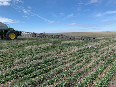 MattKRenfrow's tweet photo. Getting a look at our new fungicide, Veltyma, on winter canola. https://t.co/mGSzy7vYX4