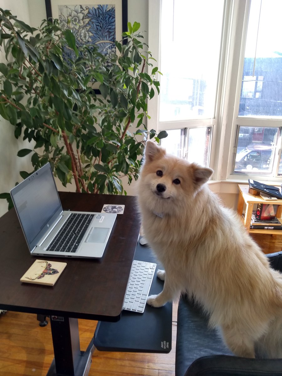 In no particular whatsoever (they’re all star employees), let’s start with Timber! Timber has joined the  @CdnEncyclopedia editorial team to make sure our articles are accurate and up to date. Here she is hard at work! (2/13)