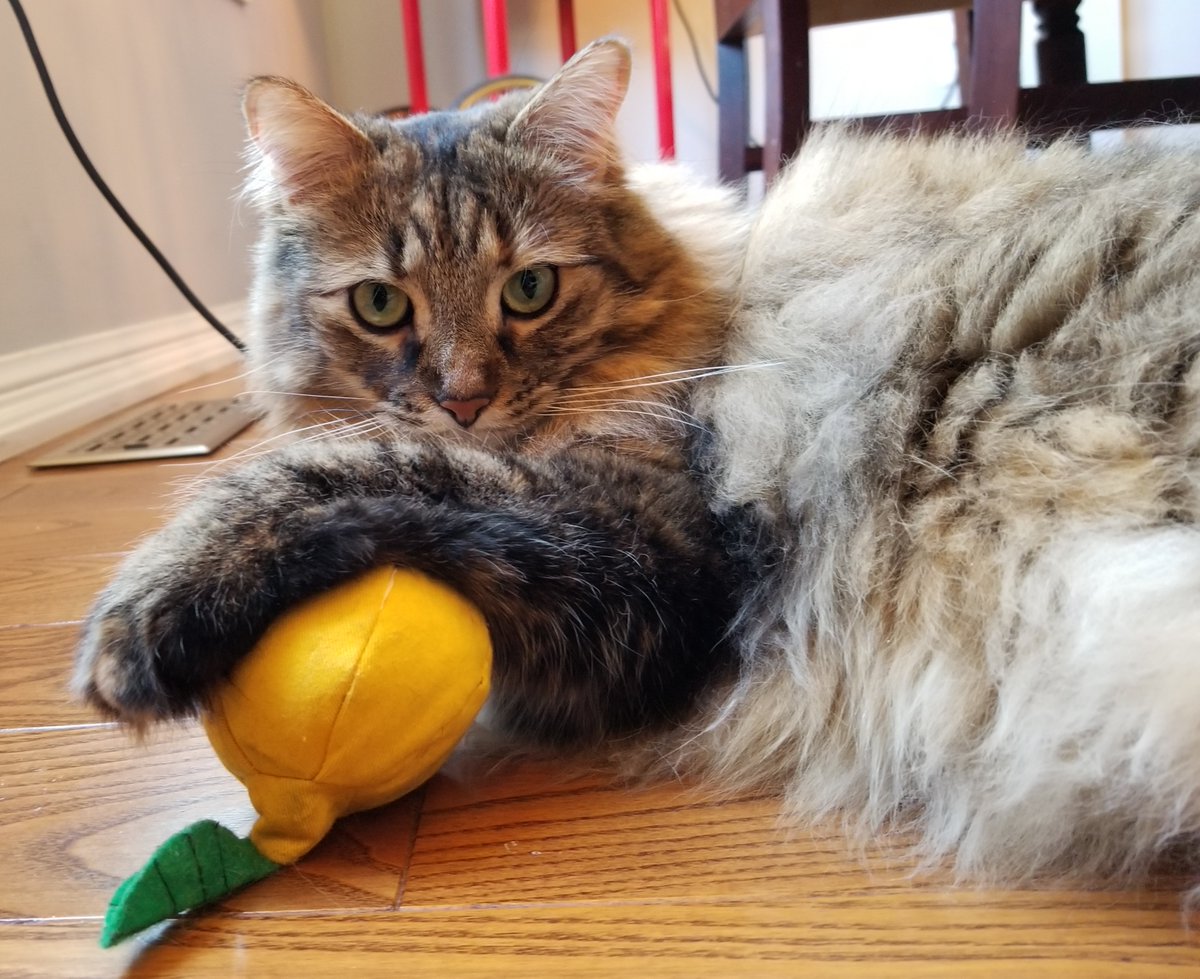 Luna’s job is to handle the lemons life is giving us. She’s very serious about it. (4/13)