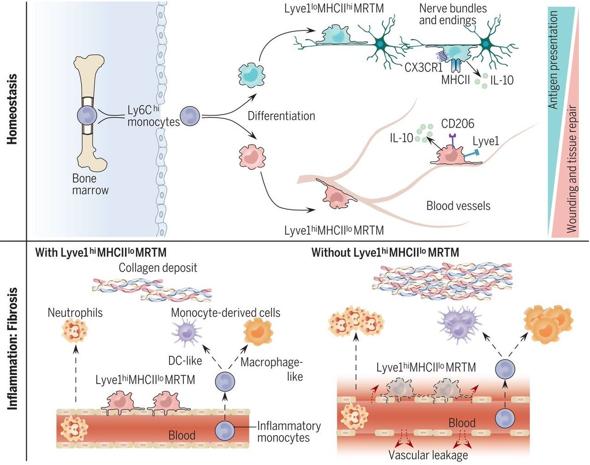 These NAMs look a bit like the "nerve associated" macrophages described in this paper  https://science.sciencemag.org/content/363/6432/eaau0964/tab-figures-data in  @ScienceMagazine But... they are supposedly monocyte derived.. so bit of controversy there...