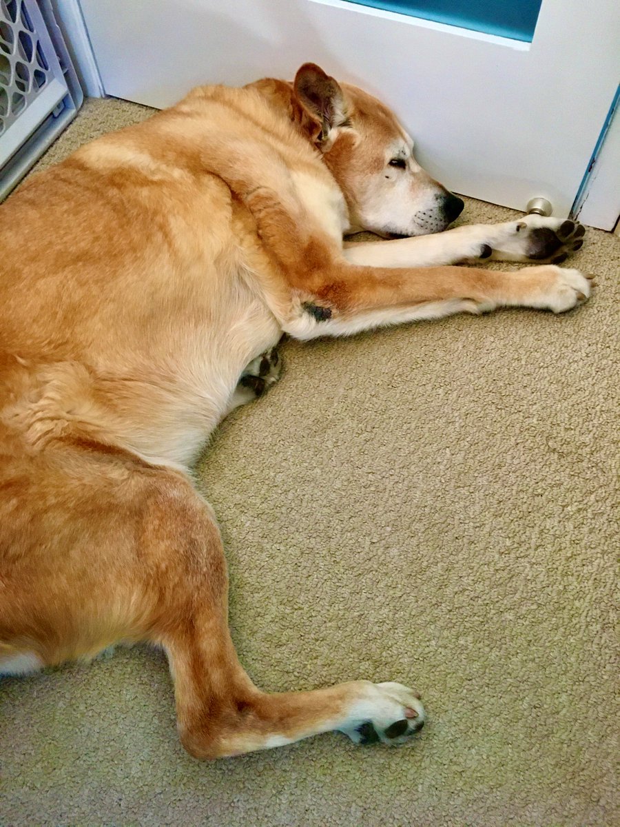 Bailey is our strategy consultant. Here she is executing her perfect plan for the week: no one gets in or out of the room without giving her a treat first! (8/13)