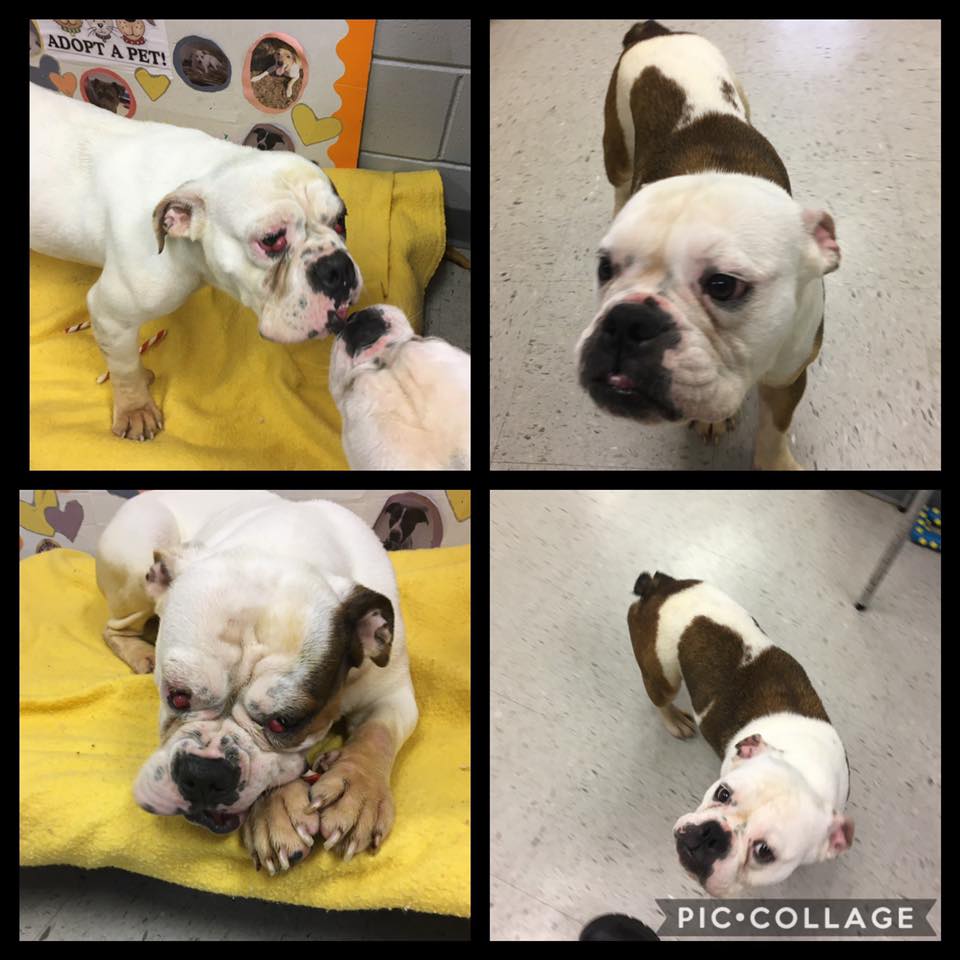  #Cordele  #GA THELMA & LOUISE need help! Our friends at Sandy Paws Rescue would like to pull them but THELMA will need eye surgery on both eyes. Sandy Paws pulls MANY from this shelter & they could desperately use pledges for medical! Please Pledge https://www.facebook.com/CordeleAnimalShelter/posts/2570699396524407