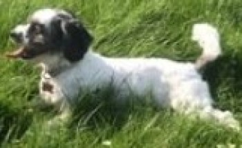 millypod1's tweet photo. MYLA HOME SAFE. THANKS FOR RT's ๐๐๐พ
30 Mar 2020. MYLA #Lost #ScanMe #Tagged
White /Black Markings Shih Tzu Cross Female
Victory Wood #Dargate #Blean #Kent #CT5 https://t.co/AJqQbPheRm https://t.co/jG8rm9qiTI