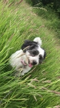 millypod1's tweet photo. MYLA HOME SAFE. THANKS FOR RT's ๐๐๐พ
30 Mar 2020. MYLA #Lost #ScanMe #Tagged
White /Black Markings Shih Tzu Cross Female
Victory Wood #Dargate #Blean #Kent #CT5 https://t.co/AJqQbPheRm https://t.co/jG8rm9qiTI