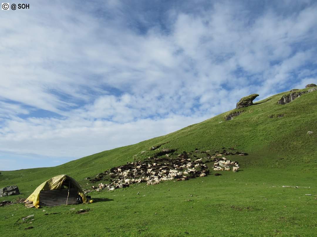 shepherdsofhim's tweet photo. Now, they are staying in their camps on the way to meadows of Rudranath, living #trancehumance life for about 6 months.We will take you on their journeys, to understand them and their life in these alpine  meadows

#ShepherdsofHimalayas #PalsisofRudranath #storytelling https://t.co/wtyGIniw6u