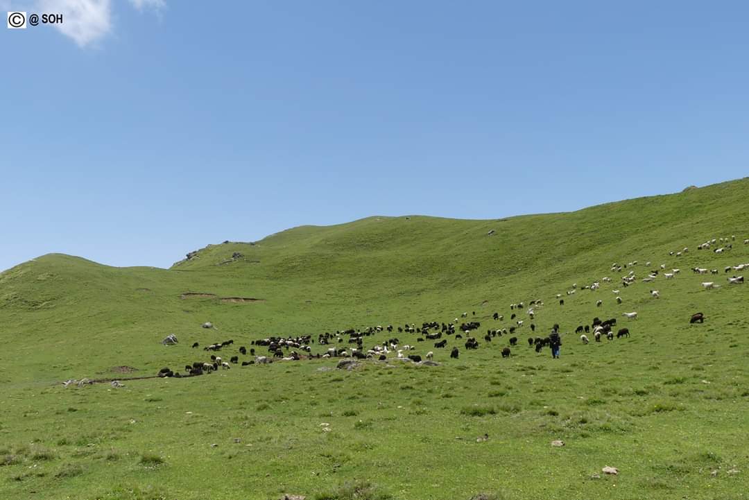 shepherdsofhim's tweet photo. Now, they are staying in their camps on the way to meadows of Rudranath, living #trancehumance life for about 6 months.We will take you on their journeys, to understand them and their life in these alpine  meadows

#ShepherdsofHimalayas #PalsisofRudranath #storytelling https://t.co/wtyGIniw6u