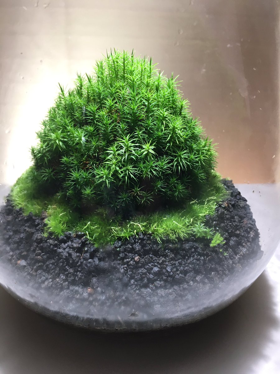 Mosslight Led Led照明付テラリウム בטוויטר 小さなスギゴケの山がいい 360度 どの方向角度からみても飽きない美しさがありますよね 栽培されたスギゴケだからこそ長く楽しめる秘密があります 苔テラリウム モスライト Mosslight Led Led照明付テラリウム בטוויטר 小さなスギゴケの山がいい 360度 どの方向角度からみても飽きない美しさがありますよね 栽培されたスギゴケだからこそ長く楽しめる秘密があります 苔テラリウム モスライト