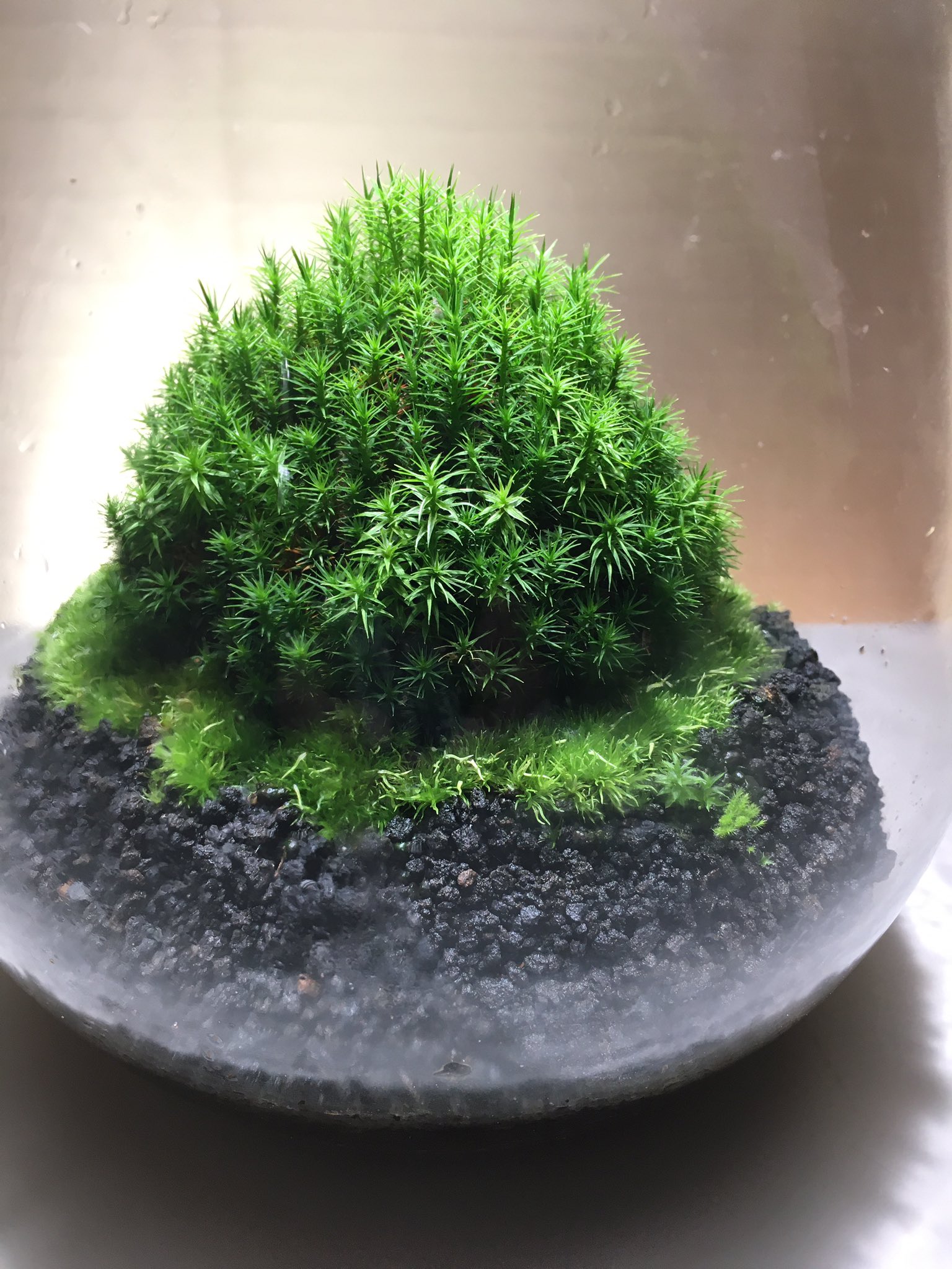 Mosslight Led Led照明付テラリウム Twitterissa 小さなスギゴケの山がいい 360度 どの方向角度からみても飽きない美しさがありますよね 栽培されたスギゴケだからこそ長く楽しめる秘密があります 苔テラリウム モスライト T Co Zhrhlrxbhc Twitter