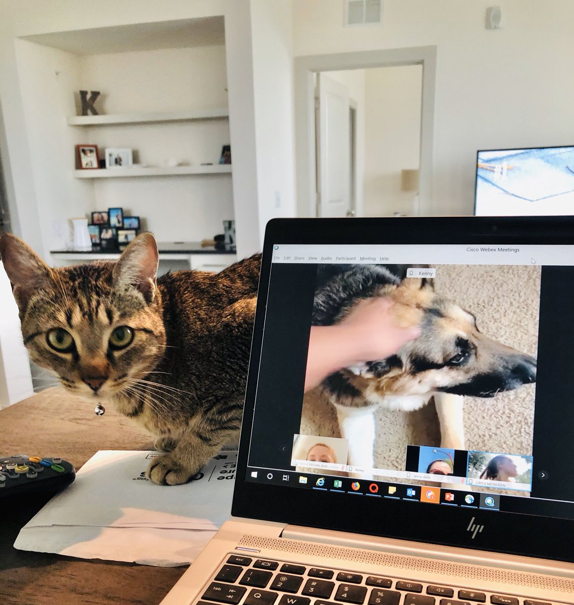 kaitlyn_cosenza's tweet photo. Prior to #TeamMcCabe Friday’s Walk N Talk we had a Pet Parade via @Webex ! Oliver is the best WFH buddy even when he walks across my keyboard 😂😂 https://t.co/8CQYIyiyE4