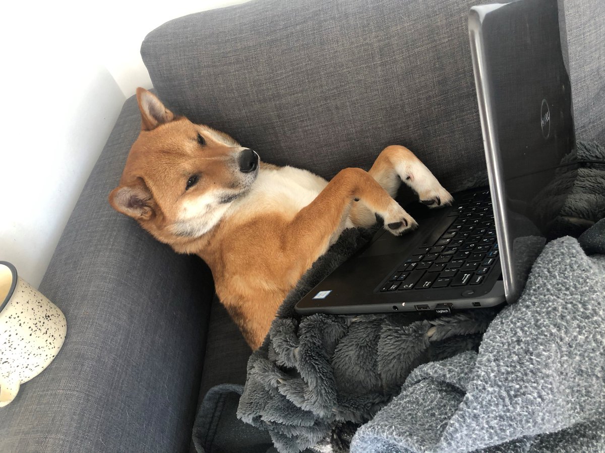 Is Pippin working hard or hardly working? He likes to be comfortable at work.  #FridayFeeling (12/13)