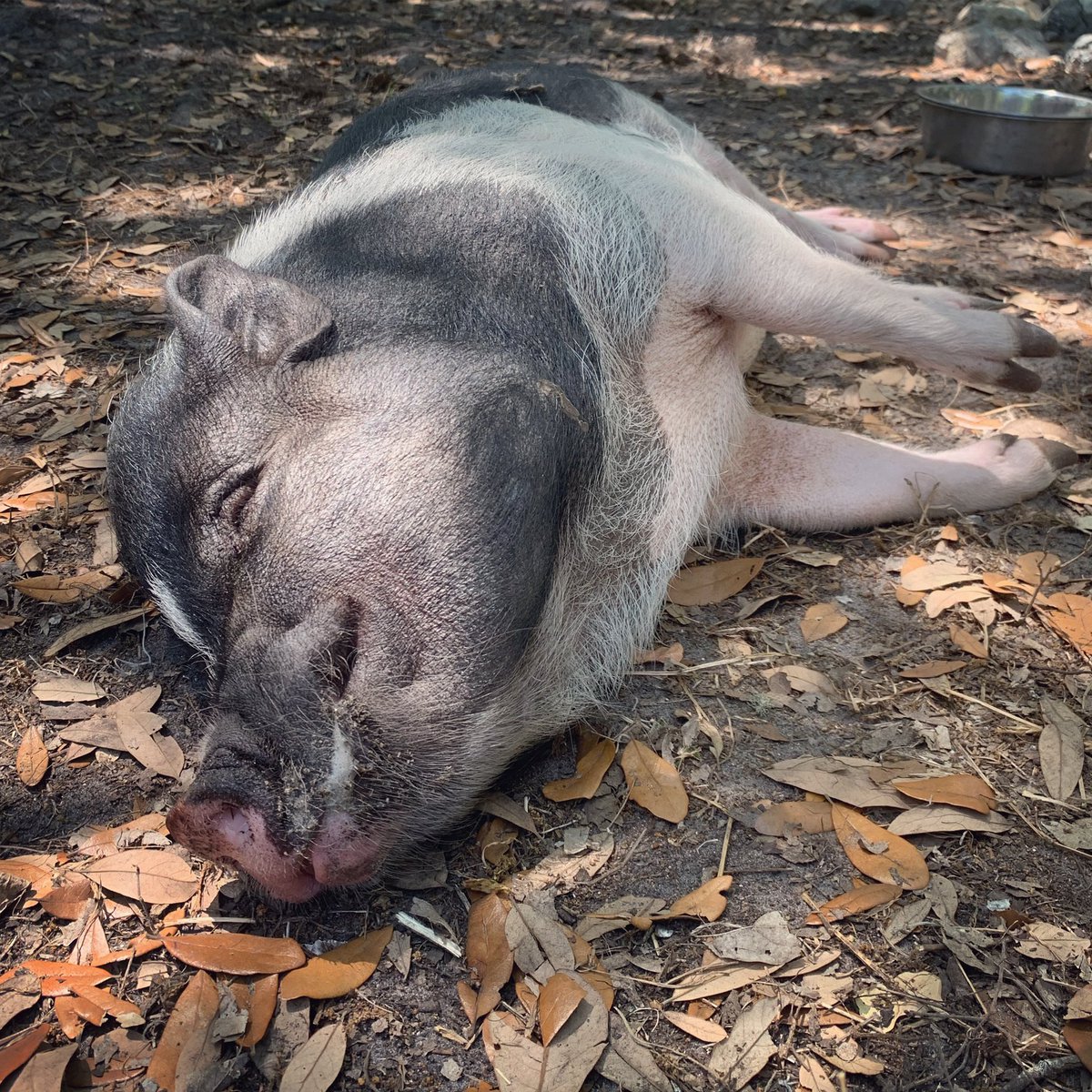 ThunderBoltPigs's tweet photo. What not having a care in the π looks like. We wish everyone could be like Bolt right now π·π·β‘οΈ #wishyouwerehere #belikebolt #fakeittillyoumakeit https://t.co/VXZsr4SOS3