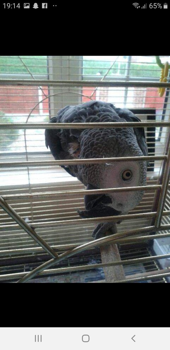 GuilliattHall's tweet photo. R.I.P Arthur. Sad day today little fella 💙 https://t.co/x6qzP6IiTY