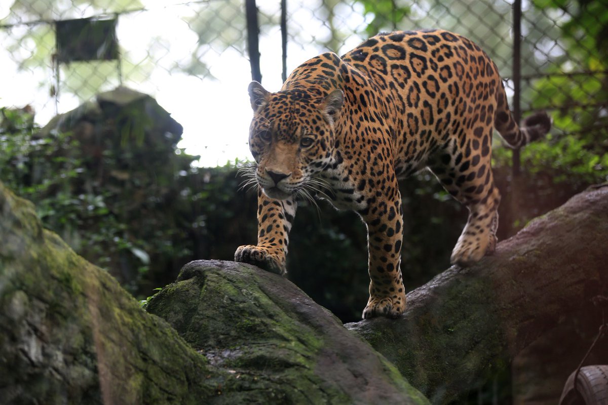 BogotaET's tweet photo. #Galería 📸| Estos son los animales de la Fundación Zoológico Santacruz que necesitan tu ayuda. Sus alimentos se pagaban con las entradas de visitantes. Pero, hoy, por la cuarentena, el Zoo está cerrado. 

Aquí te contamos cómo hacerlo ➡️ https://t.co/I9PxCLCx6I

🐾📸: @CesmelA https://t.co/iDBm9NECAT