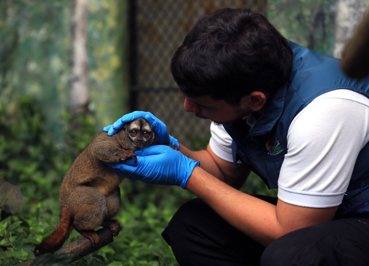 BogotaET's tweet photo. #Galería 📸| Estos son los animales de la Fundación Zoológico Santacruz que necesitan tu ayuda. Sus alimentos se pagaban con las entradas de visitantes. Pero, hoy, por la cuarentena, el Zoo está cerrado. 

Aquí te contamos cómo hacerlo ➡️ https://t.co/I9PxCLCx6I

🐾📸: @CesmelA https://t.co/iDBm9NECAT