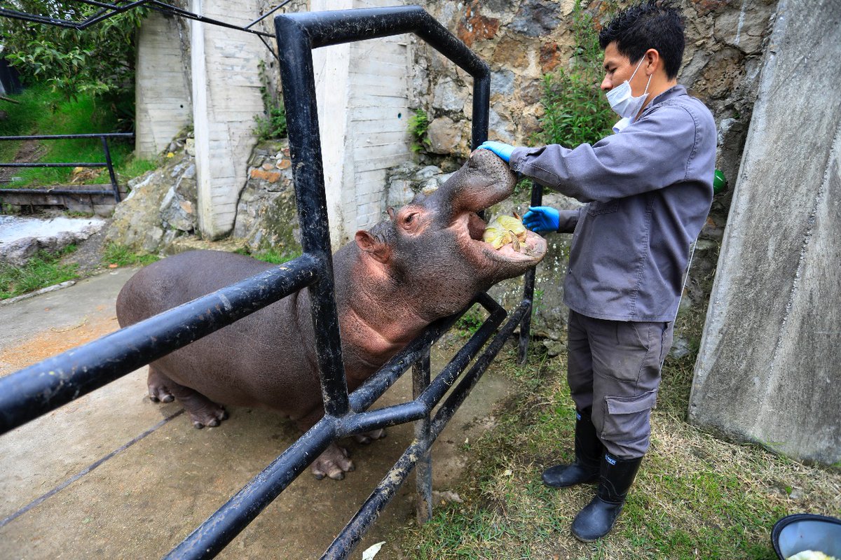 BogotaET's tweet photo. #Galería 📸| Estos son los animales de la Fundación Zoológico Santacruz que necesitan tu ayuda. Sus alimentos se pagaban con las entradas de visitantes. Pero, hoy, por la cuarentena, el Zoo está cerrado. 

Aquí te contamos cómo hacerlo ➡️ https://t.co/I9PxCLCx6I

🐾📸: @CesmelA https://t.co/iDBm9NECAT
