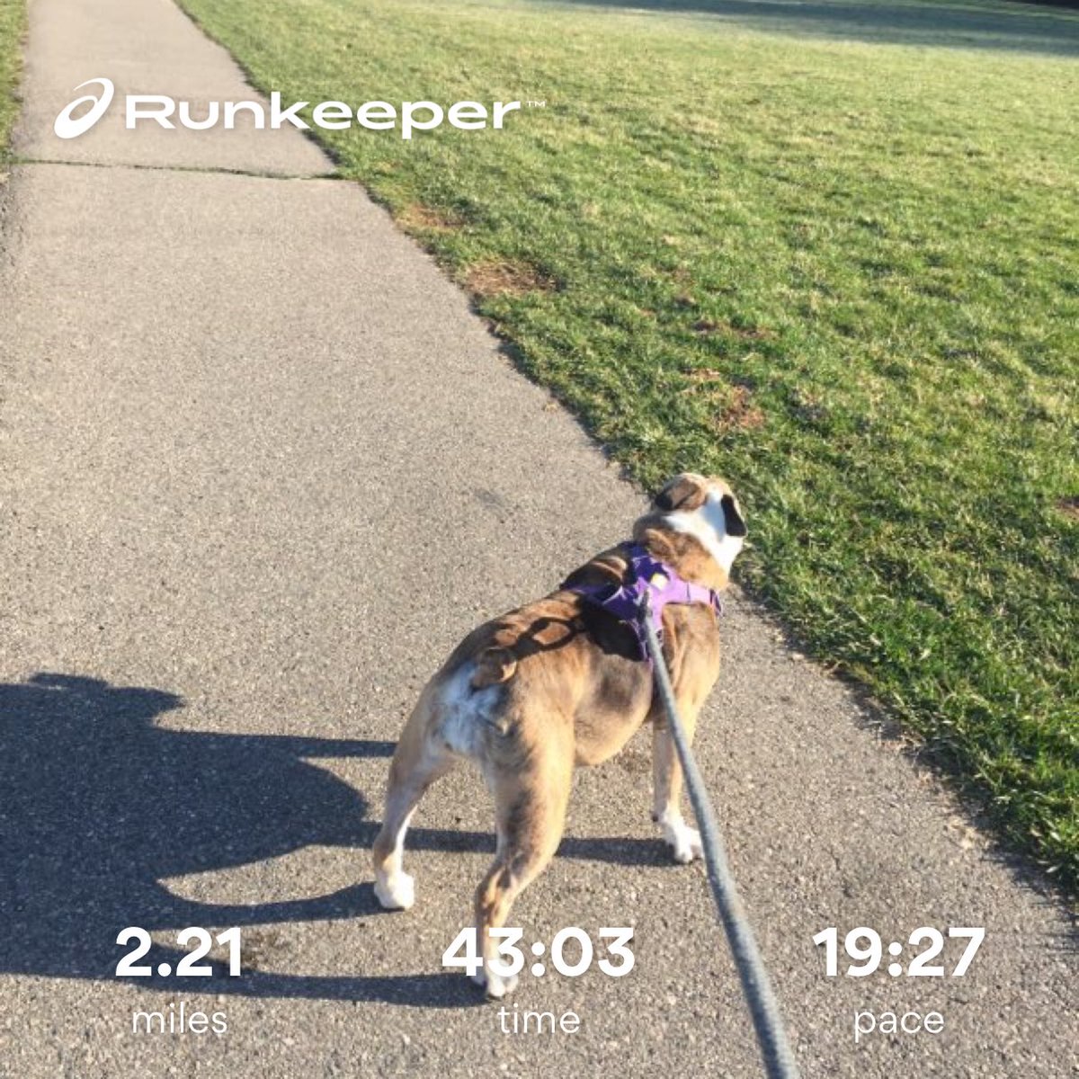 Lifeiskitsch's tweet image. Took doggos for good walk this morning, before cleaning kitchen. B predicted I’d be too tired after walking dogs &amp;amp; cleaning kitchen— he said I’d need nap. He was right. But I decided to defiantly wash bed sheets... so now? I wait. I’m so tired. 😭#homeboundfitness #mollyproblems