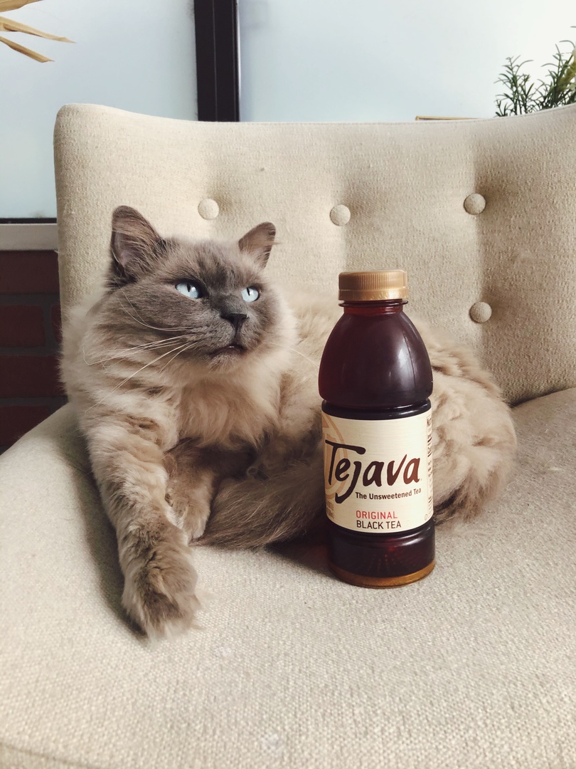 One for you and one for me...ow 🐱 Our 16.9 oz bottles of Tejava Iced Tea are perfect for sharing amongst family and friends (even furry ones 😉) Shop now!: amzn.to/3bkl7WI