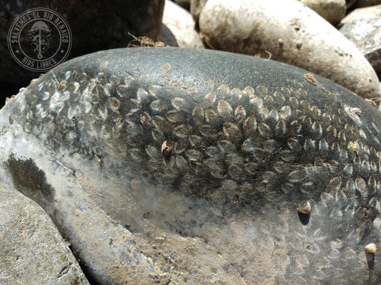 Salvemos el río Renaico tweet media