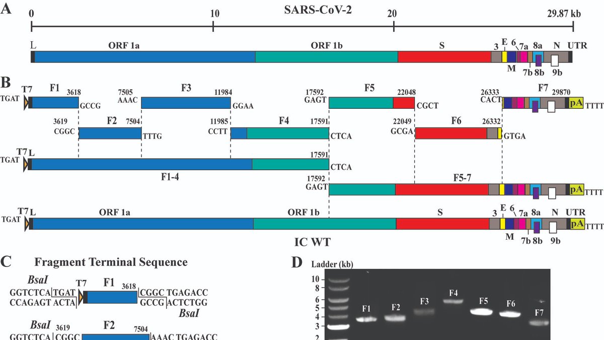 An infectious cDNA clone of SARS-CoV-2: <a href="/TheMenacheryLab/">The Menachery Lab</a> Shi lab <a href="/utmbhealth/">UTMB Health</a> &amp;Co generated an infectious cDNA clone of #SARSCoV2 &amp; mNeonGreen reporter virus. Recombinant SARS-CoV-2 and reporter virus replicate as efficiently as original clinical isolate marlin-prod.literatumonline.com/pb-assets/prod…