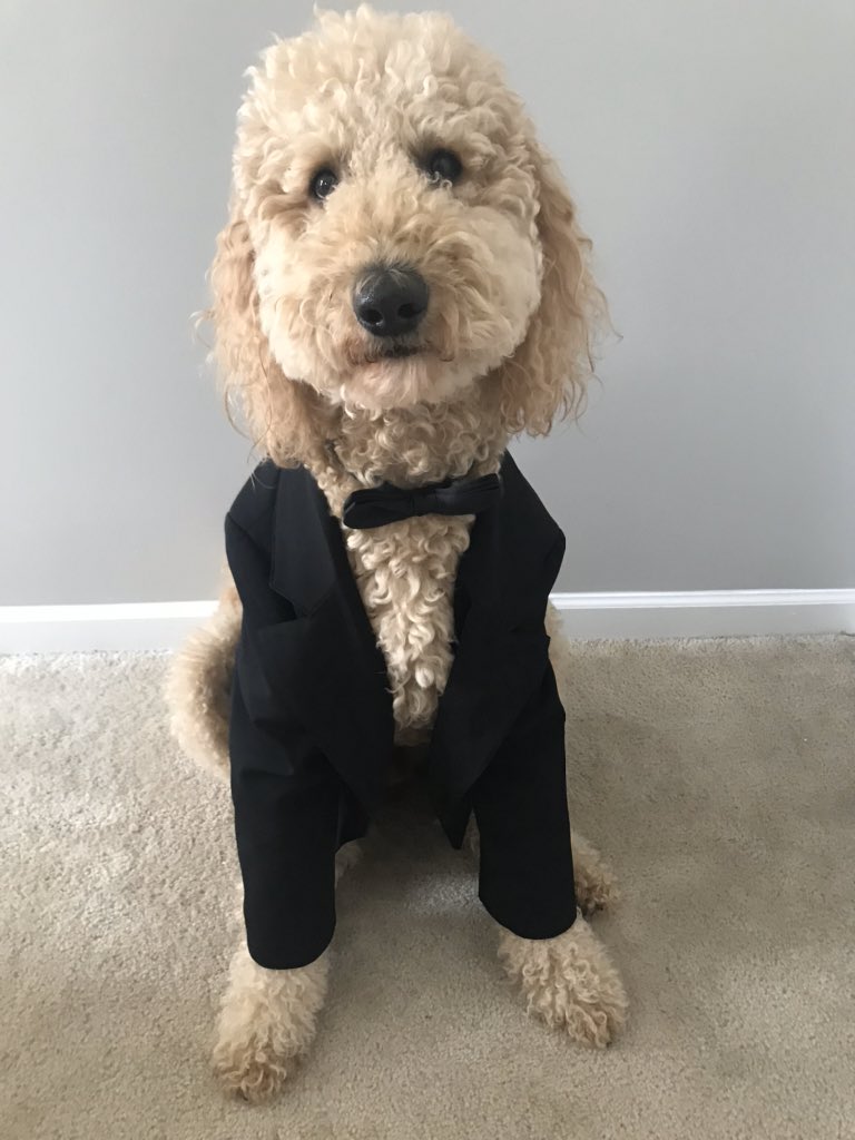 LeslieCKnight's tweet photo. Davis is ready for #HeartBallAtHome
@American_Heart @upstateaha ❤️ https://t.co/MvA7MIrqV0