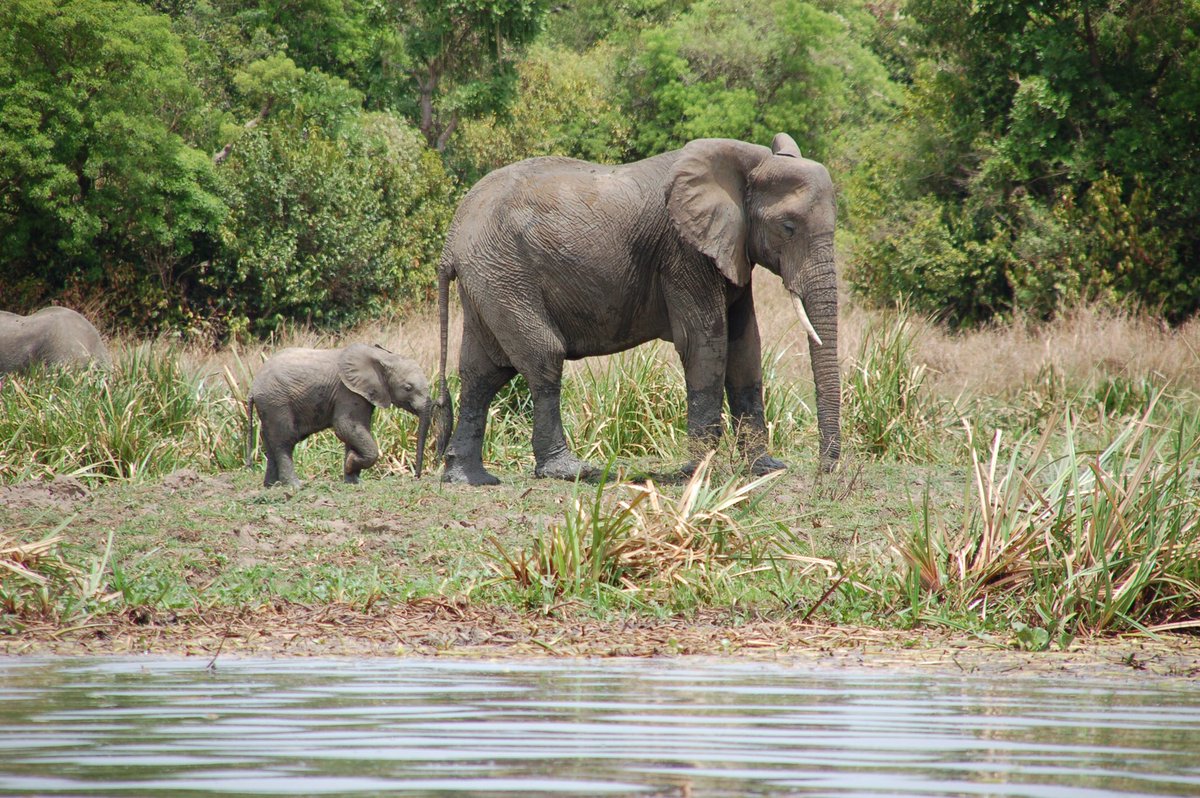 vboomgaardt's tweet photo. @Ptboexplores @Ptbo_Canada @HealthyKugluktu Murchison Falls, Uganda. https://t.co/F19TGeX1fz