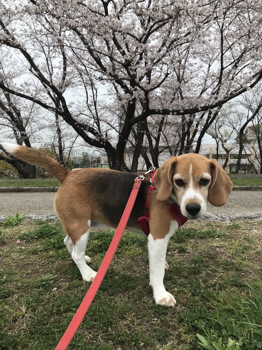 Walkies in the cherry blossoms 🌸 before leaving this town! We’ll move to cold area! Goodbye spring and hello winter🌸☃️🤣 #beagle #doggiewalk #cherryblossoms #お花見気分