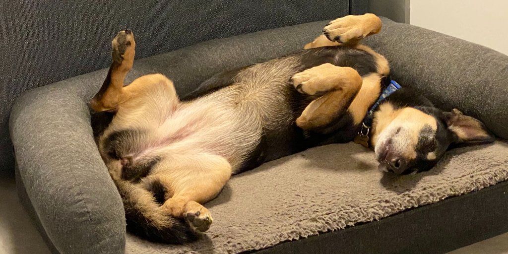 kinsta's tweet photo. Friday mood π΄ #DogsofKinsta #TGIF https://t.co/PDGBS2Gjpm