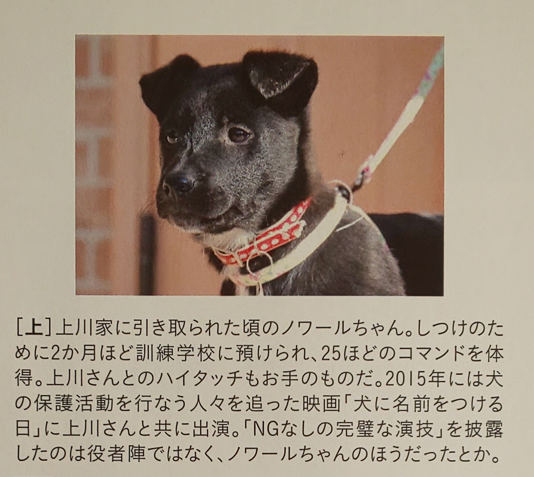 See Kamikawalove54 S Tweet Twitter