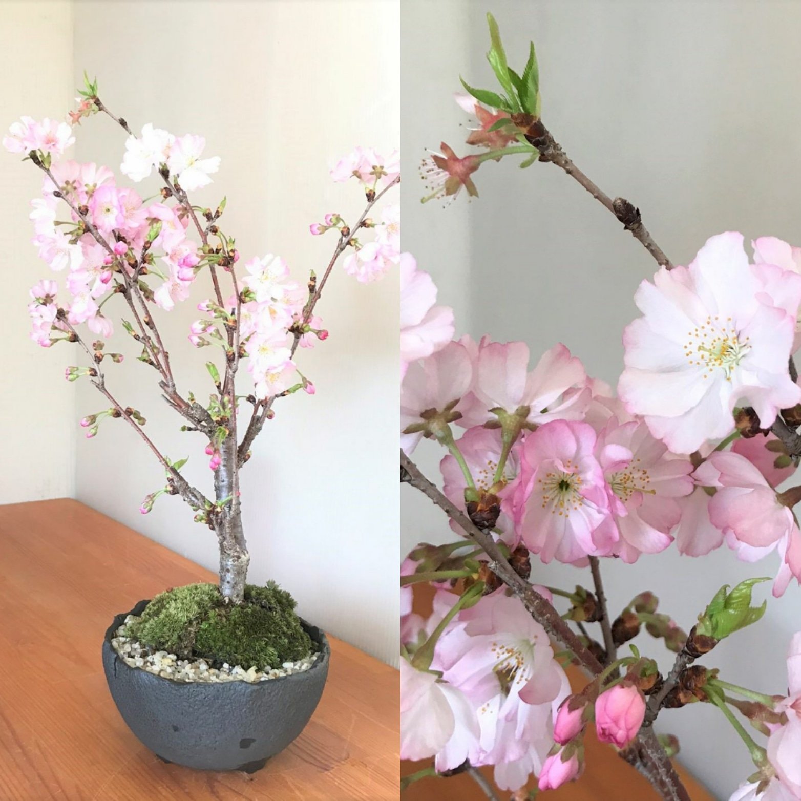Twitter 上的 みどり屋 和草 にこぐさ 桜 八重の輝き という品種 美しく開花してます 桜の苔玉や盆栽 色々な品種があり 旭山桜 御殿場桜 富士桜 楊貴妃桜 牡丹桜 吉野桜等々 桜の盆栽 桜の苔玉 八重の輝き 御殿場桜 旭山桜 富士桜 楊貴妃桜