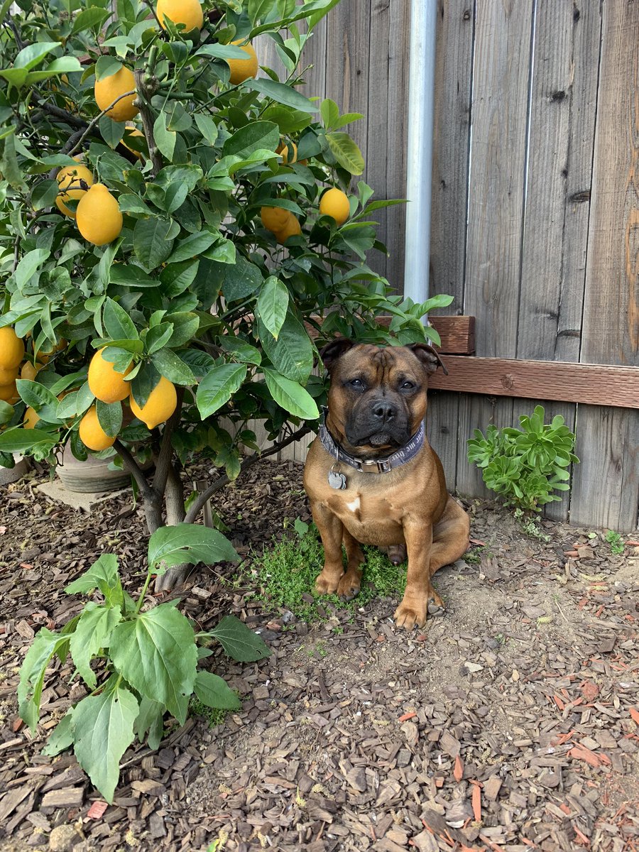 MyStaffords's tweet photo. My breaks have become pulling weeds & trimming time. My little lemon tree needed more ☀️ for the 🍋. started reshaping it. Of course this guy has to sit down in the middle of me & the tree. No regard. #StaffordshireBullTerrier #2YearsOld #pestybull #ezmapup #heathen https://t.co/Dkm83327DS
