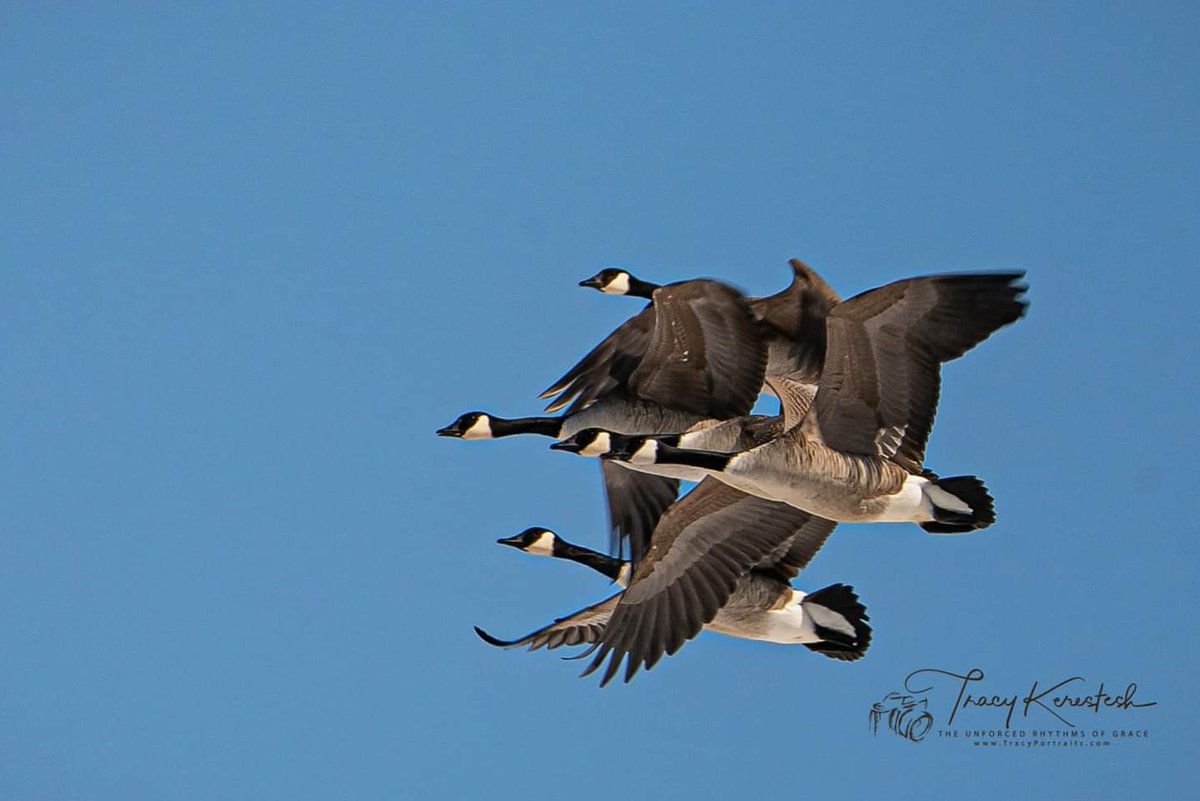 tracyportraits's tweet photo. #canadagoose #tracyportraits @Saskatchewan #LandofLivingSkies #OurNature @weatherchannel #YourSask @TiffanyGlobal @CTVwdean #cbcsklens #exploresask #ThePhotoHour #sharecangeo @weathernetwork #prairiesnorth #ShareYourWeather #exploreSaskPrairie #SaskTrailsPhotoContest https://t.co/98rwAe2vQ6
