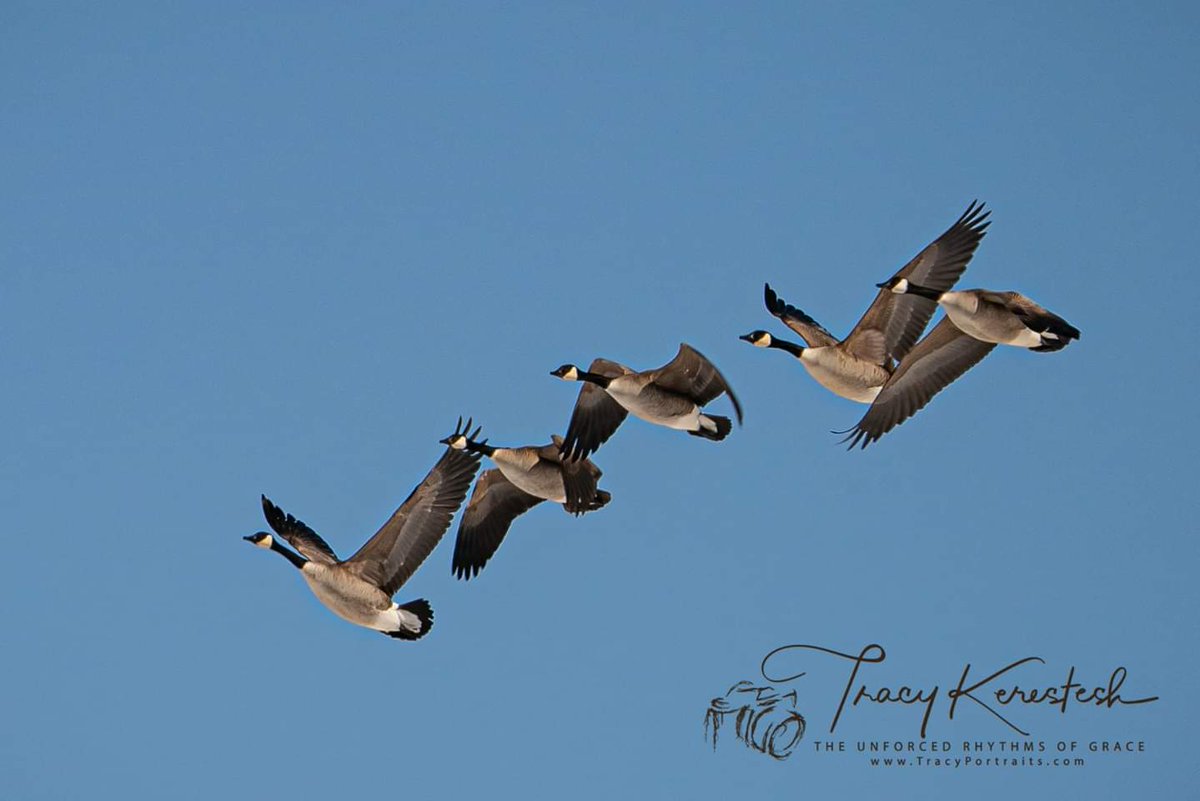 tracyportraits's tweet photo. #canadagoose #tracyportraits @Saskatchewan #LandofLivingSkies #OurNature @weatherchannel #YourSask @TiffanyGlobal @CTVwdean #cbcsklens #exploresask #ThePhotoHour #sharecangeo @weathernetwork #prairiesnorth #ShareYourWeather #exploreSaskPrairie #SaskTrailsPhotoContest https://t.co/98rwAe2vQ6