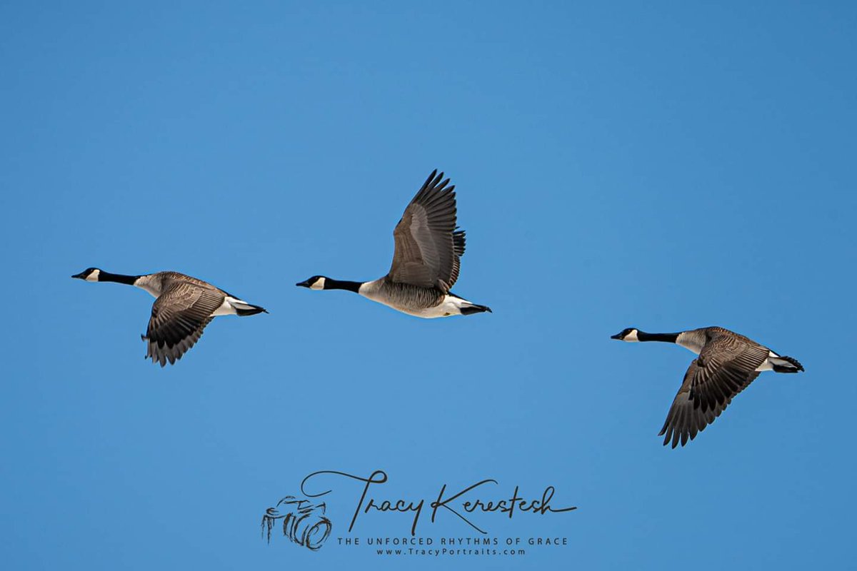 tracyportraits's tweet photo. #canadagoose #tracyportraits @Saskatchewan #LandofLivingSkies #OurNature @weatherchannel #YourSask @TiffanyGlobal @CTVwdean #cbcsklens #exploresask #ThePhotoHour #sharecangeo @weathernetwork #prairiesnorth #ShareYourWeather #exploreSaskPrairie #SaskTrailsPhotoContest https://t.co/98rwAe2vQ6
