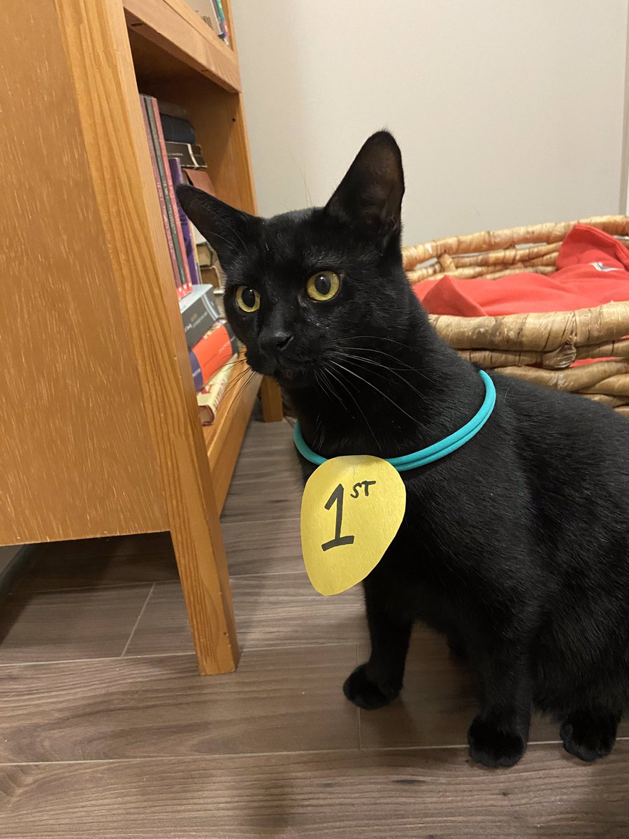 For the first time in these   #Catlympics2020, Comet has overtaken Nimbus, 3-2. Will his winning streak continue? Tune in tomorrow.