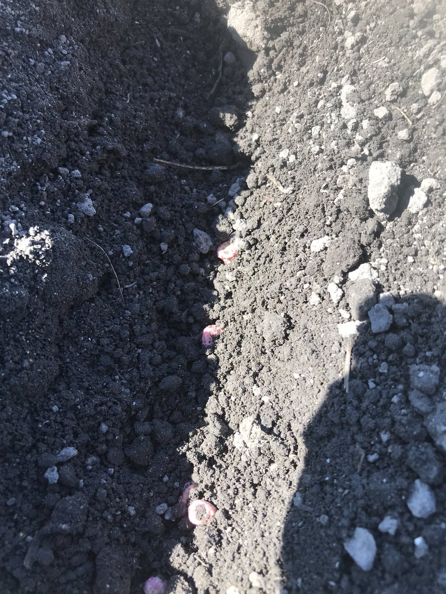 Ready set go the season has started! Pea planting is underway in Chatham Dover. Thanks to all our dedicated growers who will ensure we can have lots of food to feed the world. #plant2020 #bonduelle #beagproud