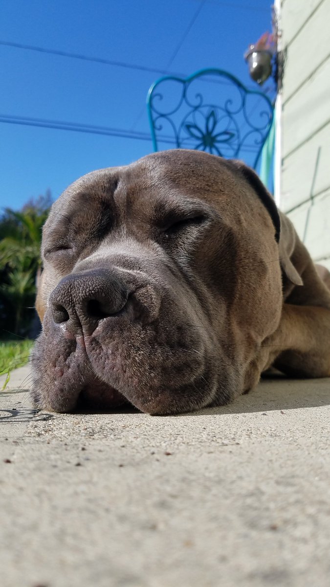 Baloowiththebr1's tweet photo. Just a dog enjoying the sun after a bath. Meanwhile mom is stinky & wet, she has no choice but to wait until I'm done sunning to shower💙 #FridayFeeling #sunnyday #doglove #doglife #pitbulls #bullmastiff #Staffordshire #pawsitivity #fureverhome #smellingfresh #love #dogs https://t.co/BAs5dYcOKC
