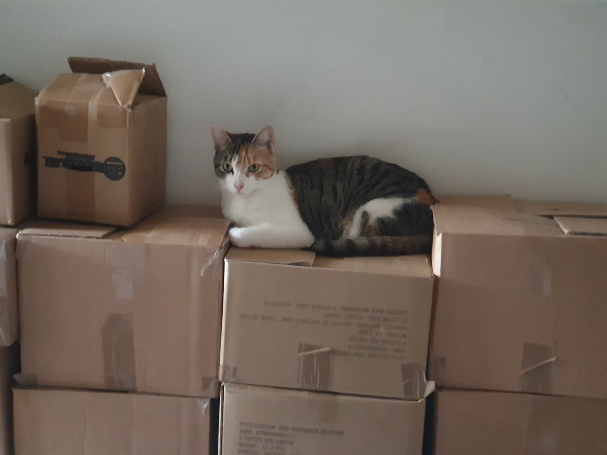 terriblemyrtle's tweet photo. Pack Cat 

#cat #packing https://t.co/WLp3EBE9V5